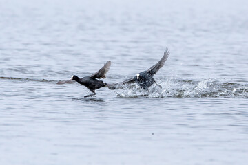 Birds play in the water