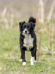 Fototapeta premium A stray dog looks at the camera