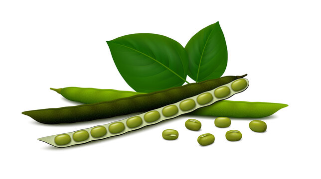 Fresh (green) and dried (black) mung bean pods (ripe, unripe, opened) with leaves and seeds isolated on white background. Realistic vector illustration.