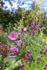 Pianta di malva rosa in primo piano con sullo sfondo altre piante sfocate