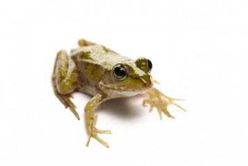 Young Marsh Frog isolated on white, Pelophylax ridibundus