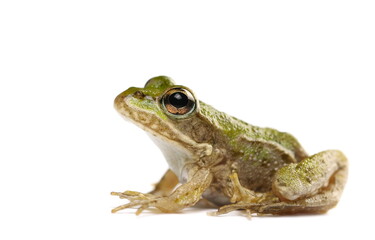 Fototapeta premium Young Marsh Frog isolated on white, Pelophylax ridibundus