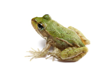 Young Marsh Frog isolated on white, Pelophylax ridibundus
