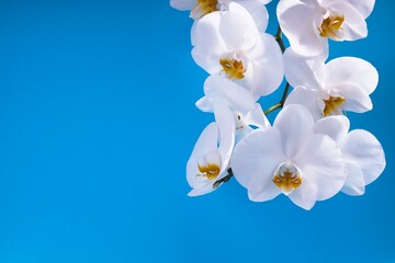 closeup shot of a beautiful orchid blossom on a blue background with copyspace