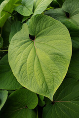 Heart shaped green tropical plant leaves background