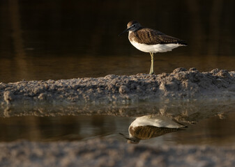Green Sandpiper at asker marsh of Bahrain