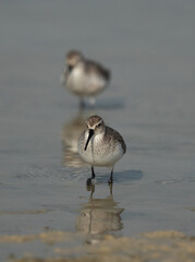 Curlew Sandpipers at Busaiteen coast of Bahrain