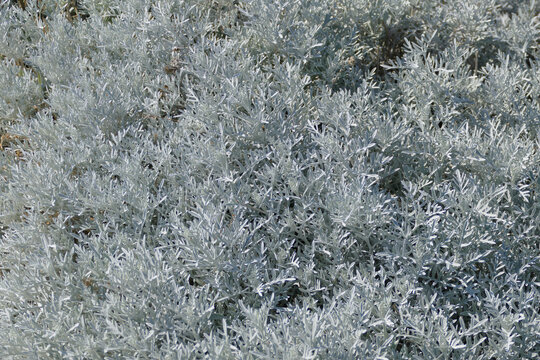 Eremophila Nivea. Pianta con foglie bianche e sfumature di grigio