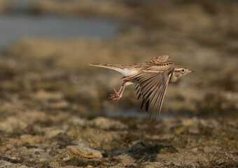 Greater short-toed lark flying at Busiateen coast, Bahrain