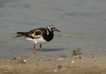 Ruddy Turnstone at Busaiteen coast, Bahrain