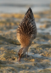 Closeup of a Bar-tailed Godwit feeding at Busiateen coast of Bahrain