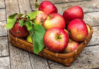 Harvest apples from the home garden in a wicker basket, on a wooden table.