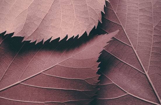 Detail of red tree leaf, natural background