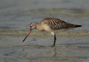 Bar-tailed Godwit feeding at Busiateen coast of Bahrain