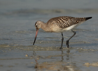Closeup of Bar-tailed Godwit feeding at Busiateen coast of Bahrain
