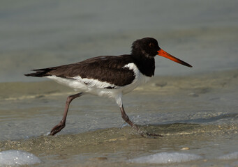 Oystercatcher running at Busaiteen coast of Bahrain