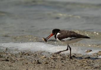 Oystercatcher feeding at Busaiteen coast of Bahrain