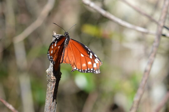 Schmetterling im Corcscrew Swamp in Naples Florida 