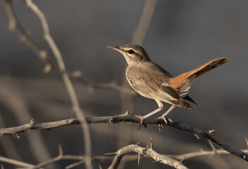Rufous-tailed Scrub Robin at Hamala, Bahrain
