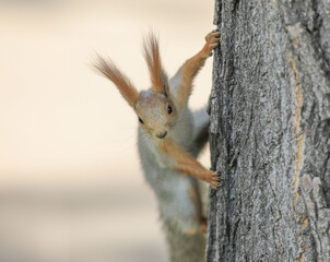 funny squirrel on a tree