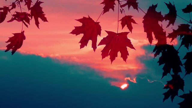 Swaying maple leaves on find against sunset cloudscape. Small leaf fall down in slow motion. Amazing landscape background in orient style.Conceptual artwork.