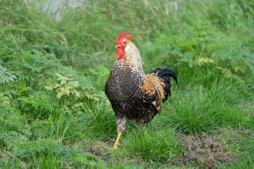 Beautifull cock male chicken in different colours standing in grass on a farm