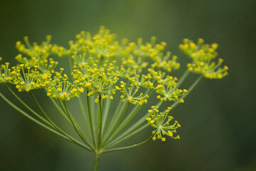 yellow fennel flowers against the background of green nature