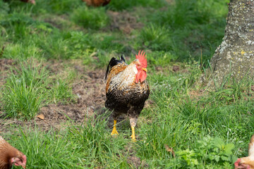 Beautifull cock male chicken in different colours standing in grass on a farm
