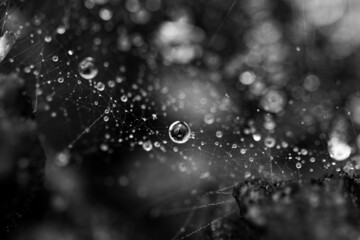 Raindrops on a spider web