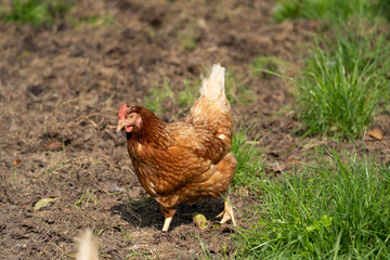 Brown hen chicken on a farm lookinf for food