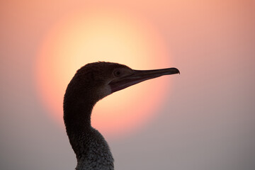 Socotra cormorant during sunrise, Bahrain