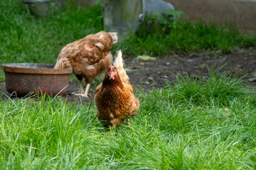 Brown hen chicken on a farm lookinf for food
