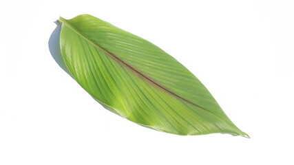 Green Curcuma amada leaf, or mango ginger leaves isolated on white background - obrazy, fototapety, plakaty