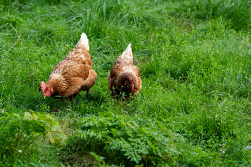 Brown hen chicken on a farm lookinf for food