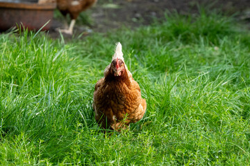 Brown hen chicken on a farm lookinf for food