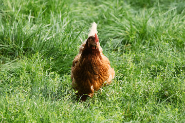 Brown hen chicken on a farm lookinf for food