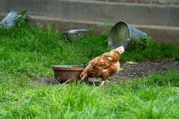 Brown hen chicken on a farm lookinf for food