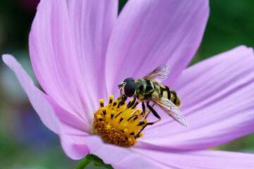 Cosmos bipinnatus flowering purple garden cosmos with a hoverfly on the yellow stamen