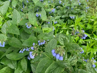 Purple flowers with leaves