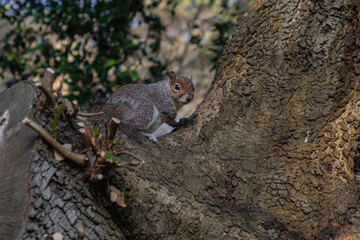 Gray squirrel sitting and eating in a park, Dublin, Ireland