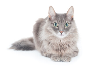 Serious fluffy gray cat on white background