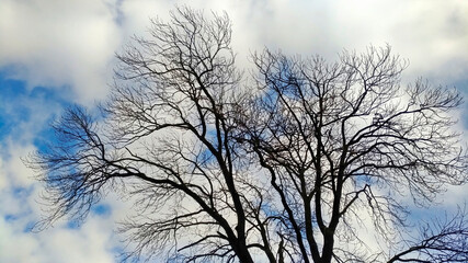 Tree with bare branches against the background of sky with clouds