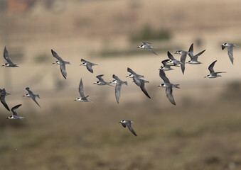 Flock of Little Tern flying at Asker marsh, Bahrain
