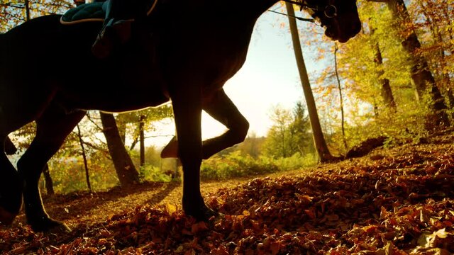SLOW MOTION, CLOSE UP, SILHOUETTE, LOW ANGLE, LENS FLARE: Two horses trot along a sunlit forest trail covered in fallen leaves. Horseback rider guiding their horses along a woodland path at sunset.