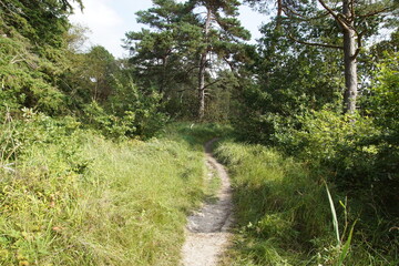 Fototapeta na wymiar Sandy footpath in the Dutch sand dunes and forests near the village of Bergen. Netherlands, September