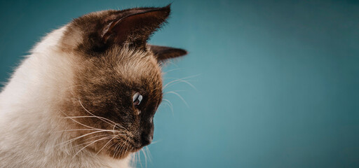portrait of a Thai cat on a blue background. thai cat close-up