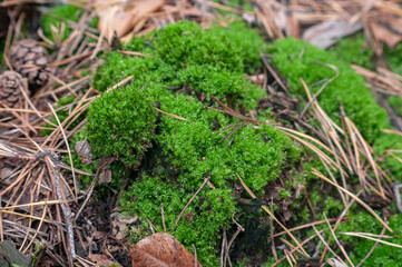 green moss on the forest ground