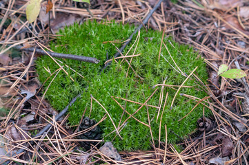 green moss on the forest ground