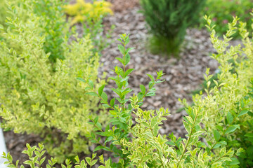 flowerbed with green ornamental bushes