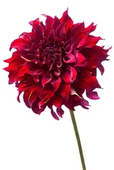 Rolgordijnen Red dahlia isolated on white, exotic flower . © Volha Kliukina